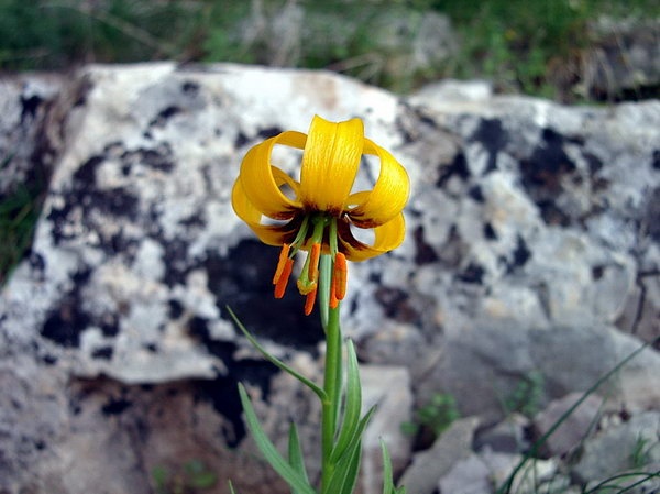 Ljepotan sa Kape Moračke